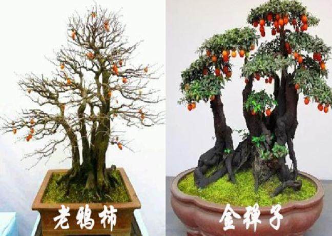老鸦柿盆景和金弹子盆景的有什么区别？