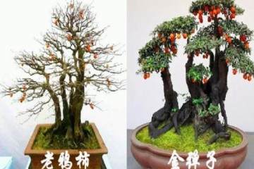 老鸦柿盆景和金弹子盆景的有什么区别