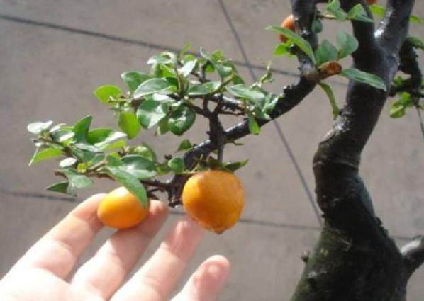 金弹子盆景怎么才能结果?环境与温度