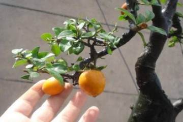 金弹子老桩盆景怎么才能结果的方法