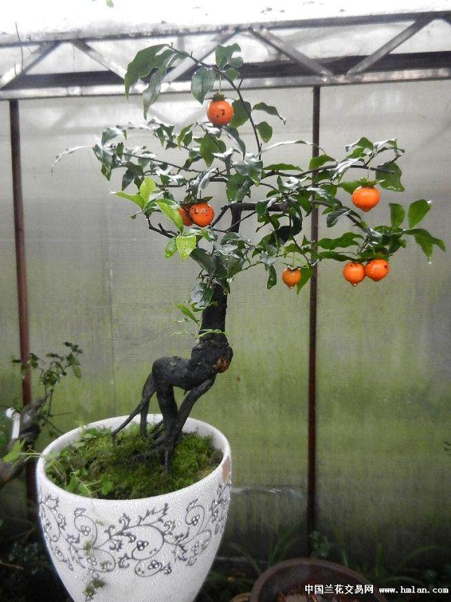 金弹子盆景什么时候施肥最好?