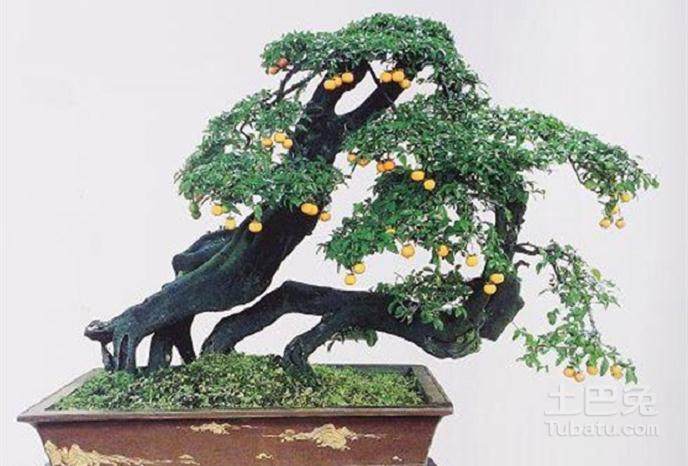 金弹子盆景碳化桩怎么催芽?