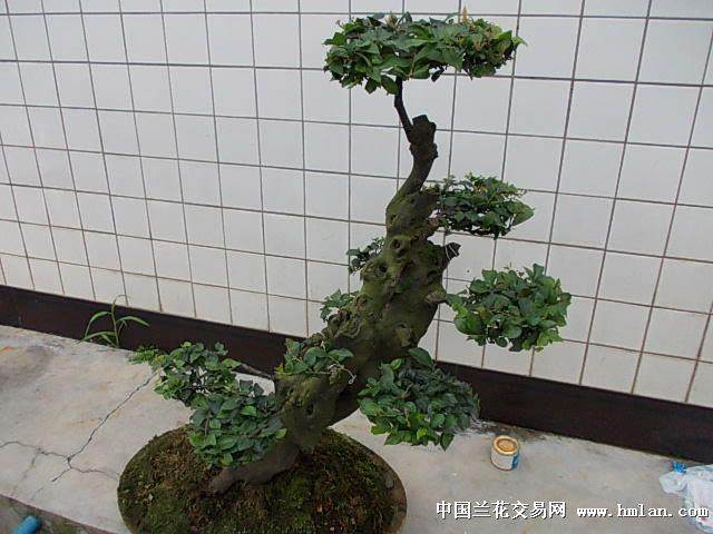 金弹子盆景造型修枝的3个技巧?