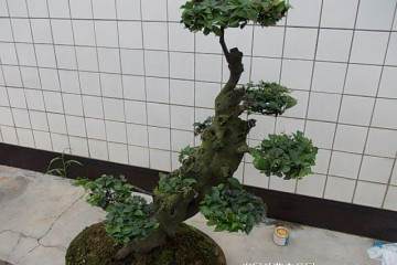 秋季金弹子盆景怎么造型修枝的技巧