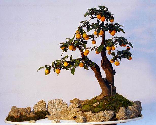 金弹子盆景的播种时间与土壤