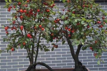 如何对金弹子盆景修枝整形 图片