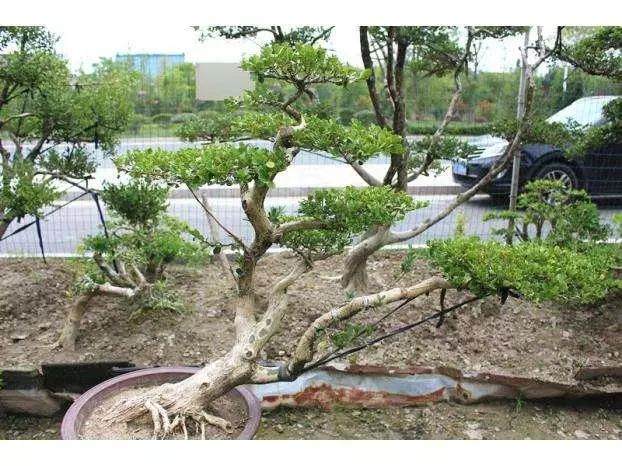 如何采挖黄杨下山桩 才能提高成活率?