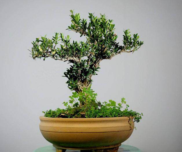 黄杨盆景的养护及制作方法