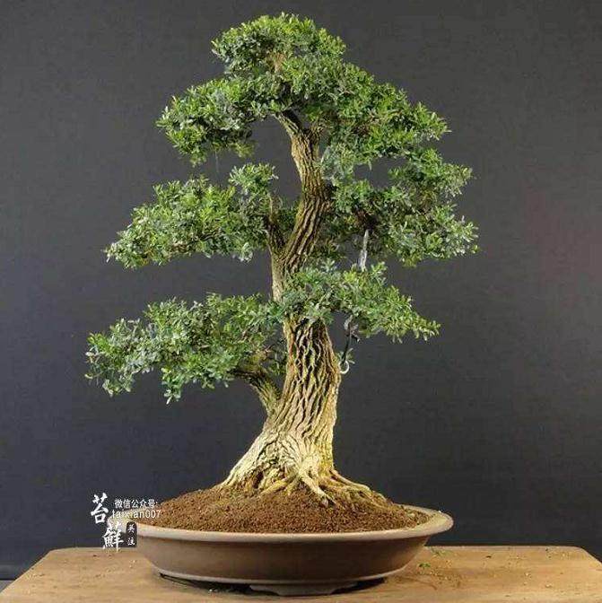 黄杨盆景的养护及制作方法