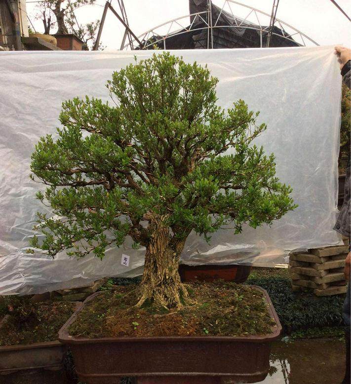 黄杨盆景放在室外养还是放在室内养？