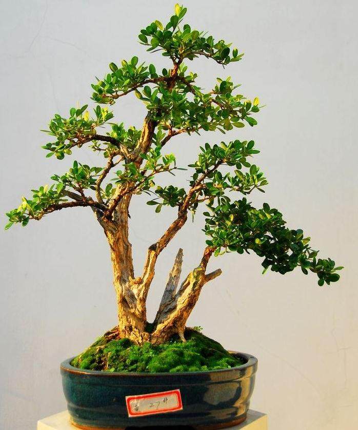 个人对黄杨盆景种植的3个经验!