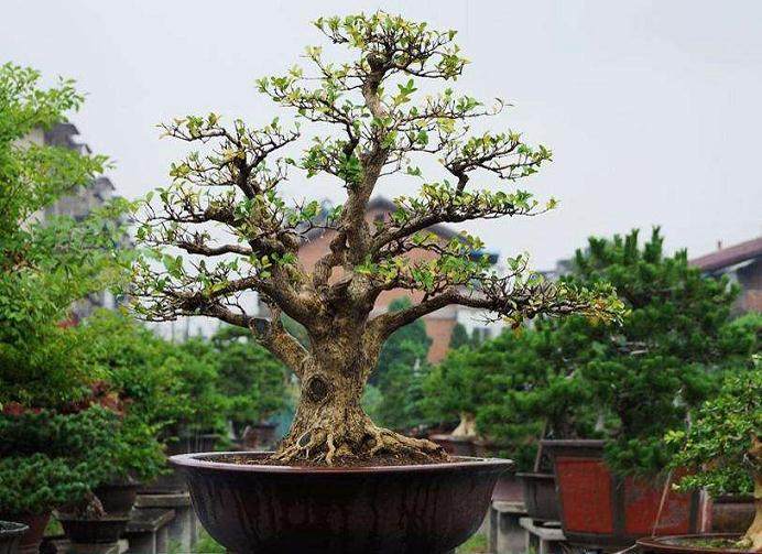 个人对黄杨盆景种植的3个经验!