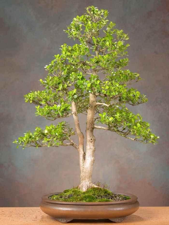 个人对黄杨盆景种植的3个经验!