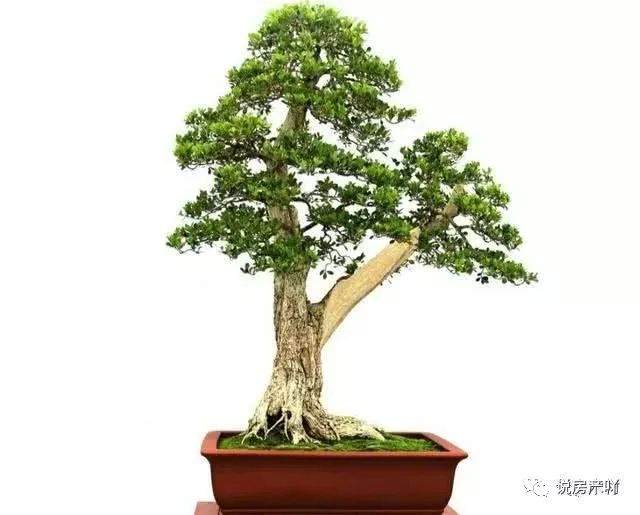 制作黄杨盆景的土壤要求与修整造型