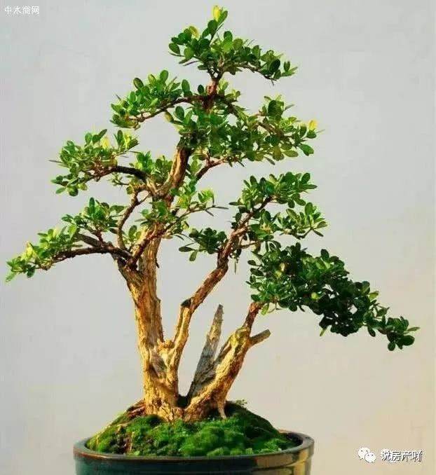 制作黄杨盆景的土壤要求与修整造型