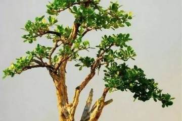 制作雀舌黄杨盆景的土壤要求与修整造型