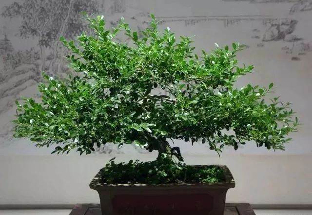 黄杨盆景的花盆、土壤和上盆