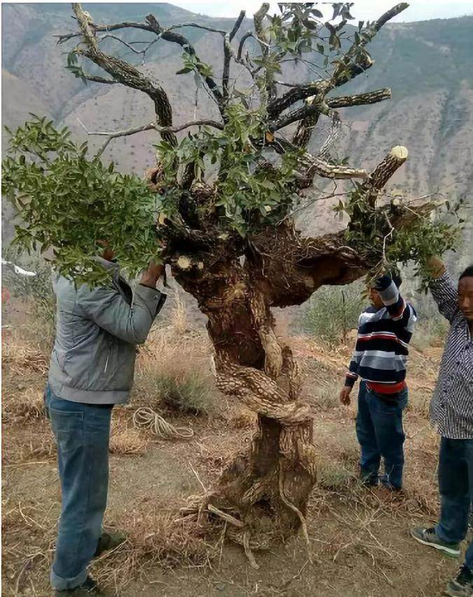 王麻子挖到一棵黄杨下山桩 全桩重约200多斤
