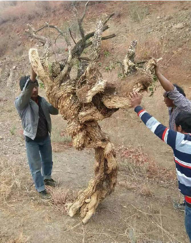 王麻子挖到一棵黄杨下山桩 全桩重约200多斤