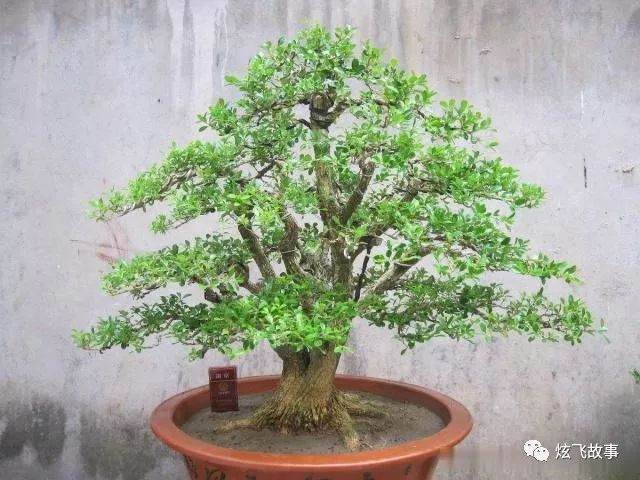 黄杨盆景该啥时候换盆?怎么换盆?