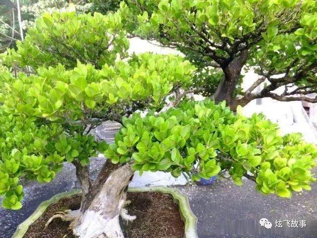 黄杨盆景该啥时候换盆?怎么换盆?