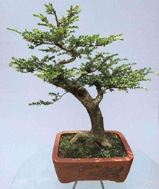 园艺村邀请国内盆景专家举办黄杨普及班