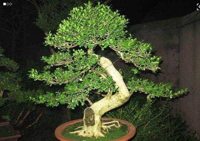 园艺村邀请国内盆景专家举办黄杨普及班