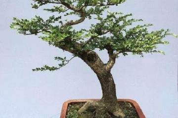 园艺村邀请国内盆景专家举办黄杨普及班