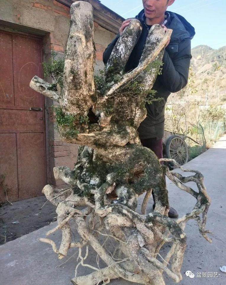 过去没人要的黄杨下山桩 如今1000元一棵