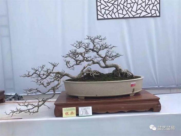 海岛瓜子黄杨老桩盆景为何黄叶 枯干 失枝