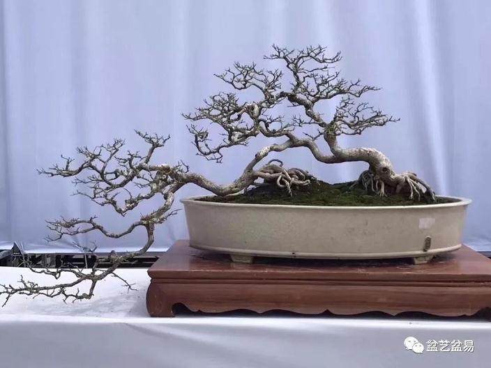 海岛瓜子黄杨老桩盆景为何黄叶 枯干 失枝