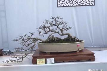 海岛瓜子黄杨老桩盆景为何黄叶 枯干 失枝