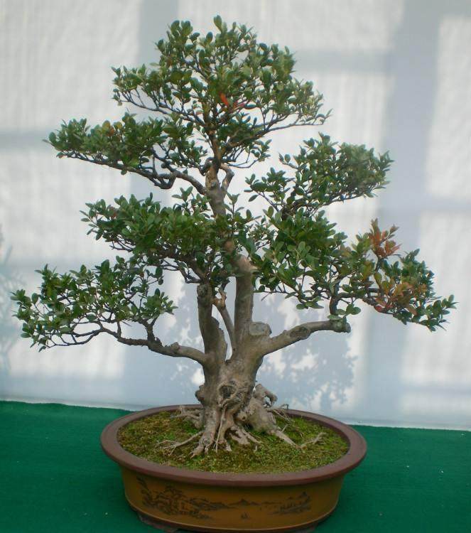 黄杨盆景的修剪与造型设计