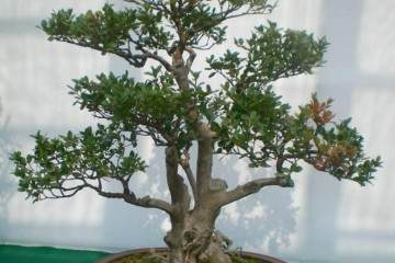 黄杨老桩盆景怎样修剪与造型设计