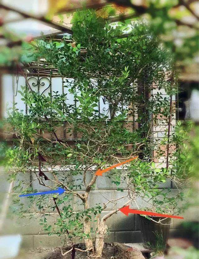 黄杨盆景如何修剪造型更好?