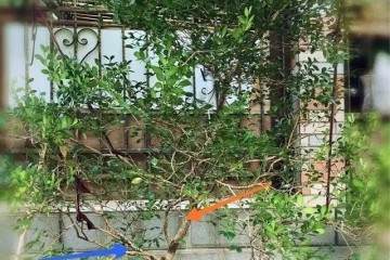 黄杨盆景如何修剪造型更好的4个方法