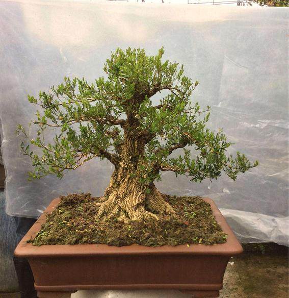 为什么黄杨盆景家里养 栋梁辈辈出?