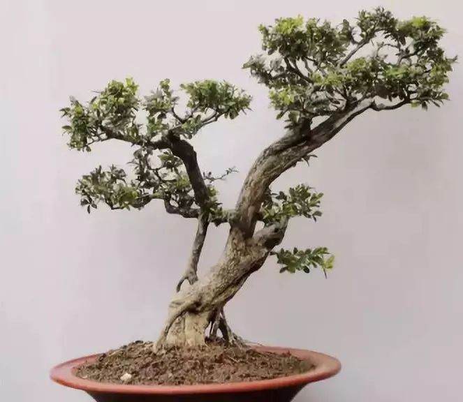 黄杨盆景如何修剪?