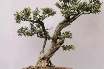 黄杨盆景如何修剪造型的3个步骤