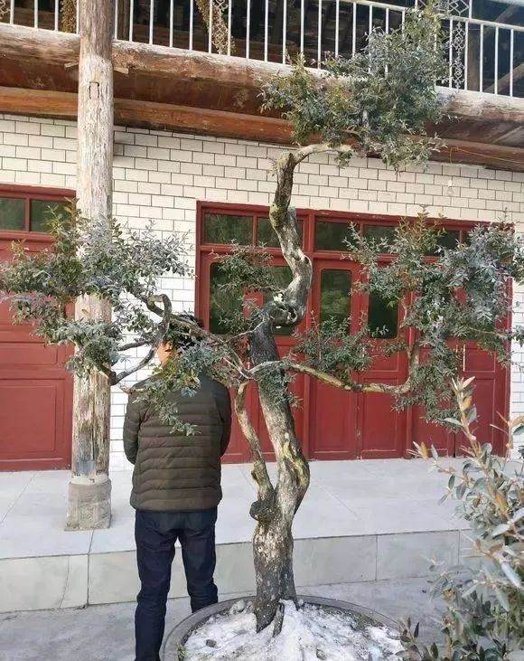 制作黄杨盆景的施肥与土壤