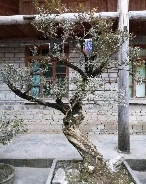 制作黄杨盆景的施肥与土壤