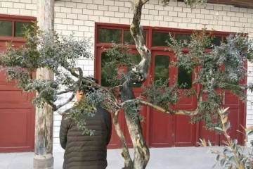 制作黄杨盆景的施肥与土壤