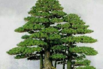 黄杨盆景的生命笃缓 这亦不尽皆是劣处