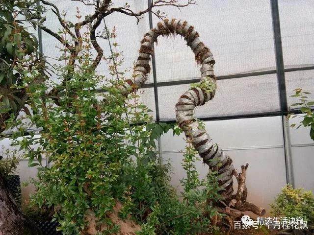 大爷地养3年的黄杨下山桩 土豪开口就出5万