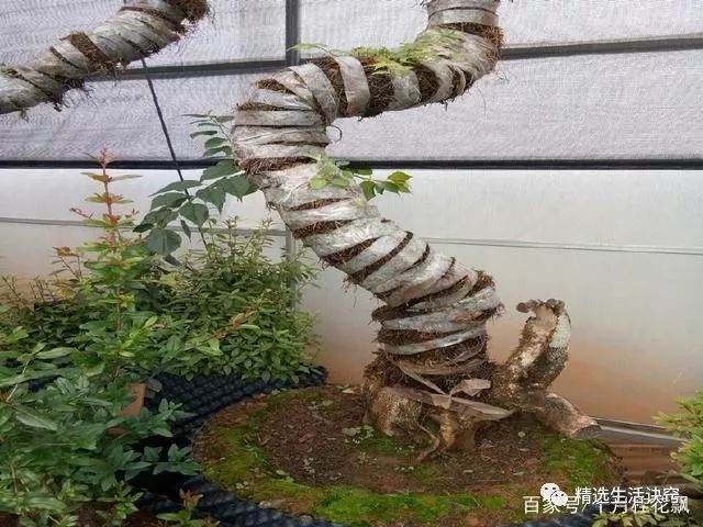 大爷地养3年的黄杨下山桩 土豪开口就出5万