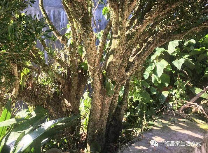 乡间偶遇百年黄杨盆景 开口九千都不卖