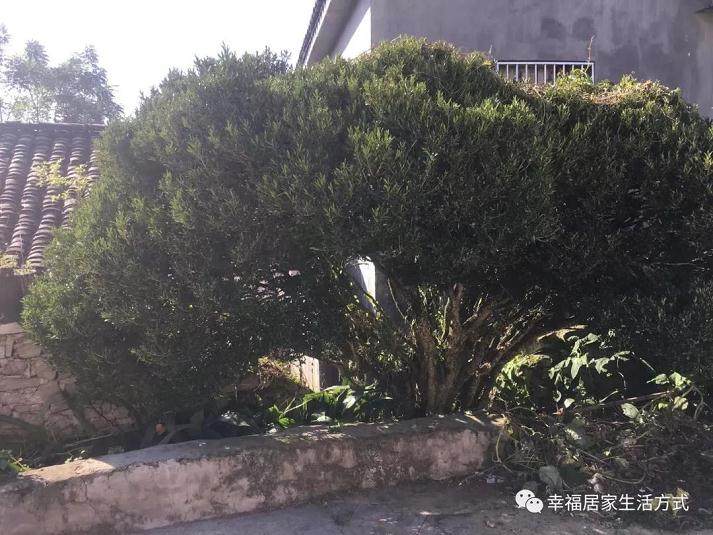 乡间偶遇百年黄杨盆景 开口九千都不卖