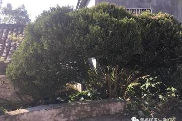 乡间偶遇百年黄杨盆景 开口九千都不卖