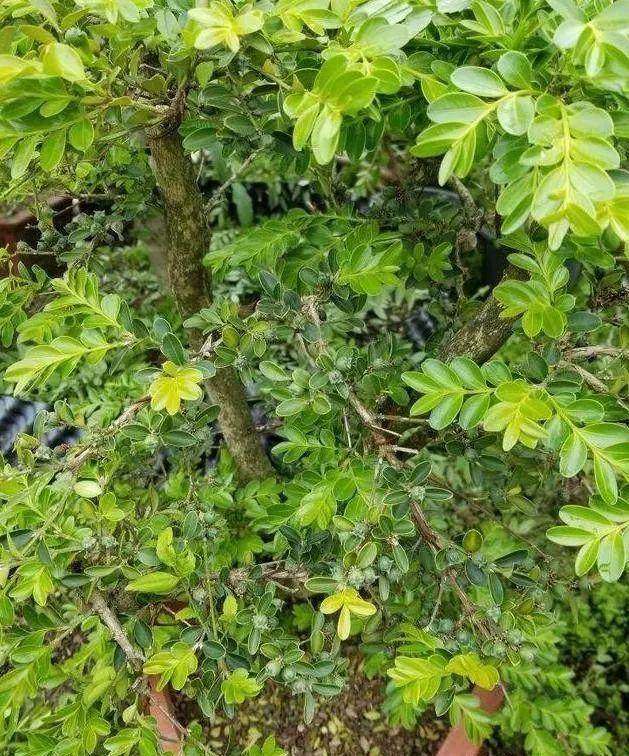 栽了5年的黄杨下山桩 现在长出这种果子