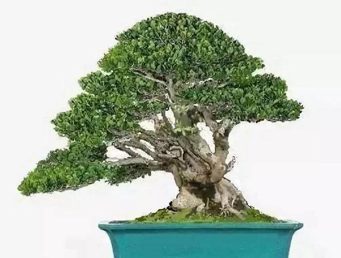 采挖黄杨下山桩的时间以及注意事项